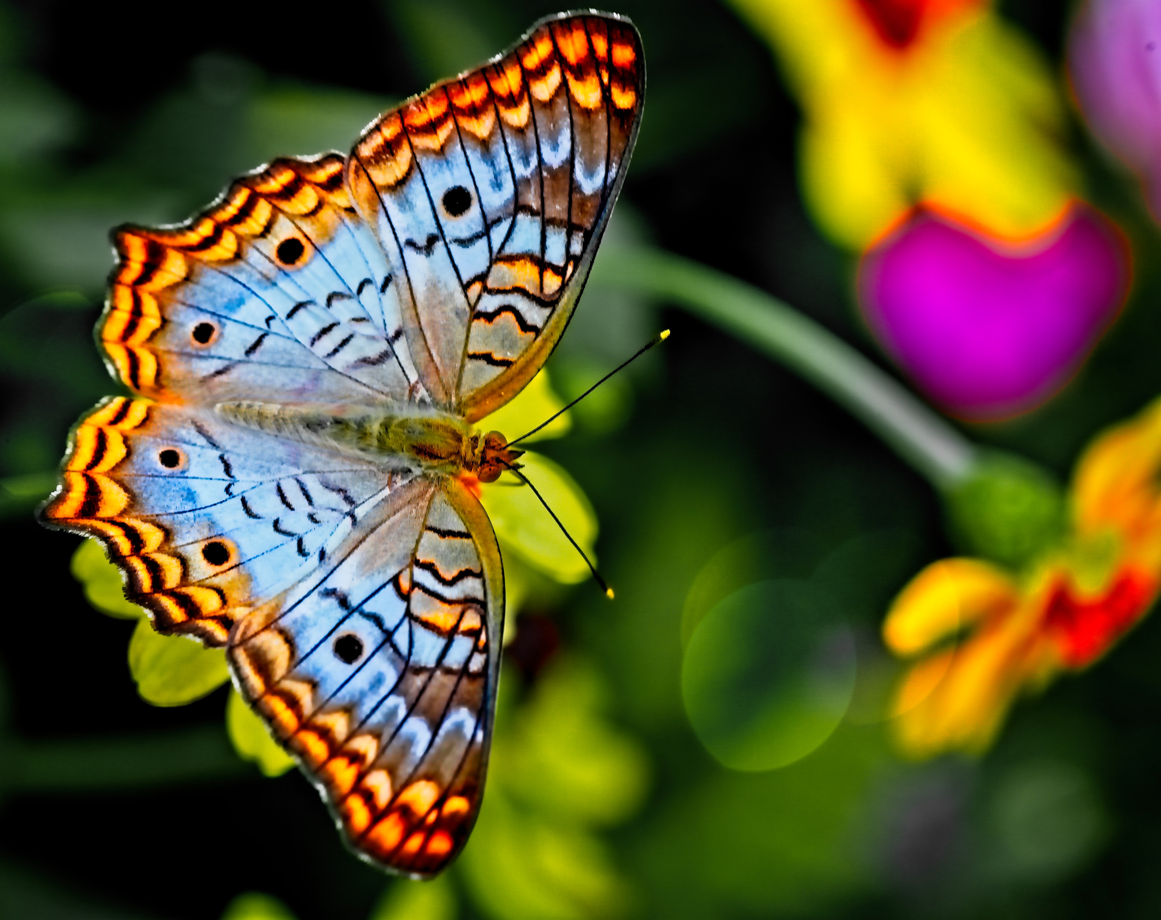 Weight Loss and Endocrine Disruptors, Part II